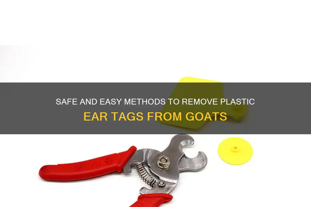 how to remove plastic ear tags from goats