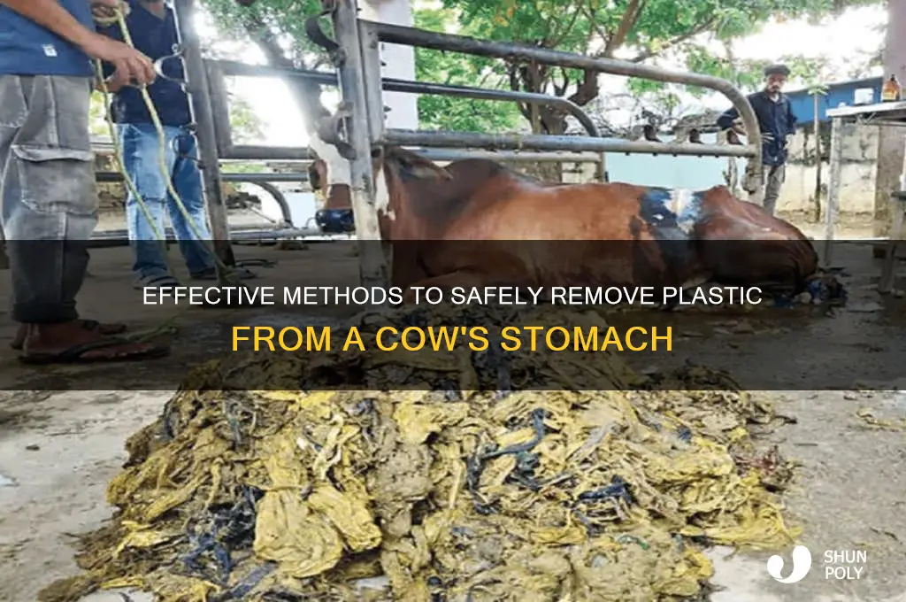 how to remove plastic from cow stomach