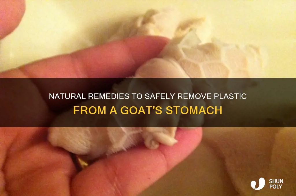 how to remove plastic from goat stomach naturally