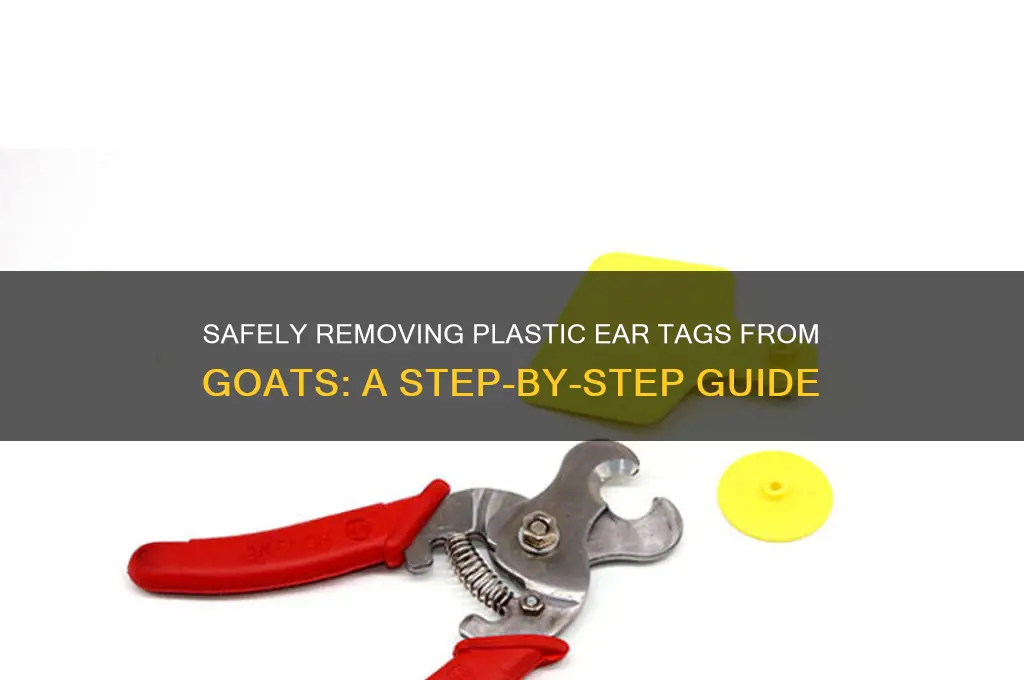 how to remove plastic tag from goat