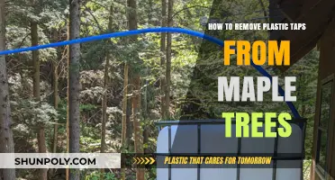 Efficiently Removing Plastic Taps from Maple Trees: A Step-by-Step Guide