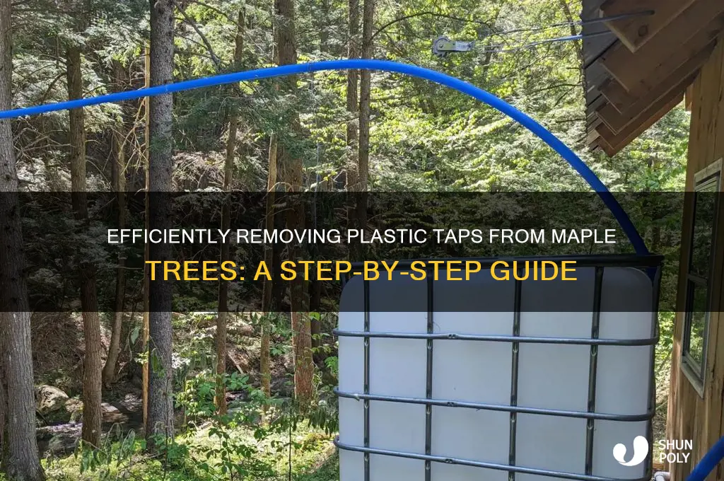 how to remove plastic taps from maple trees