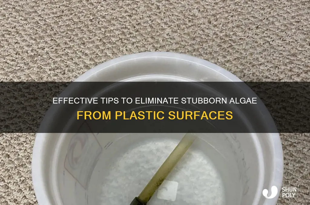 how to remove stubborn algae from plastic