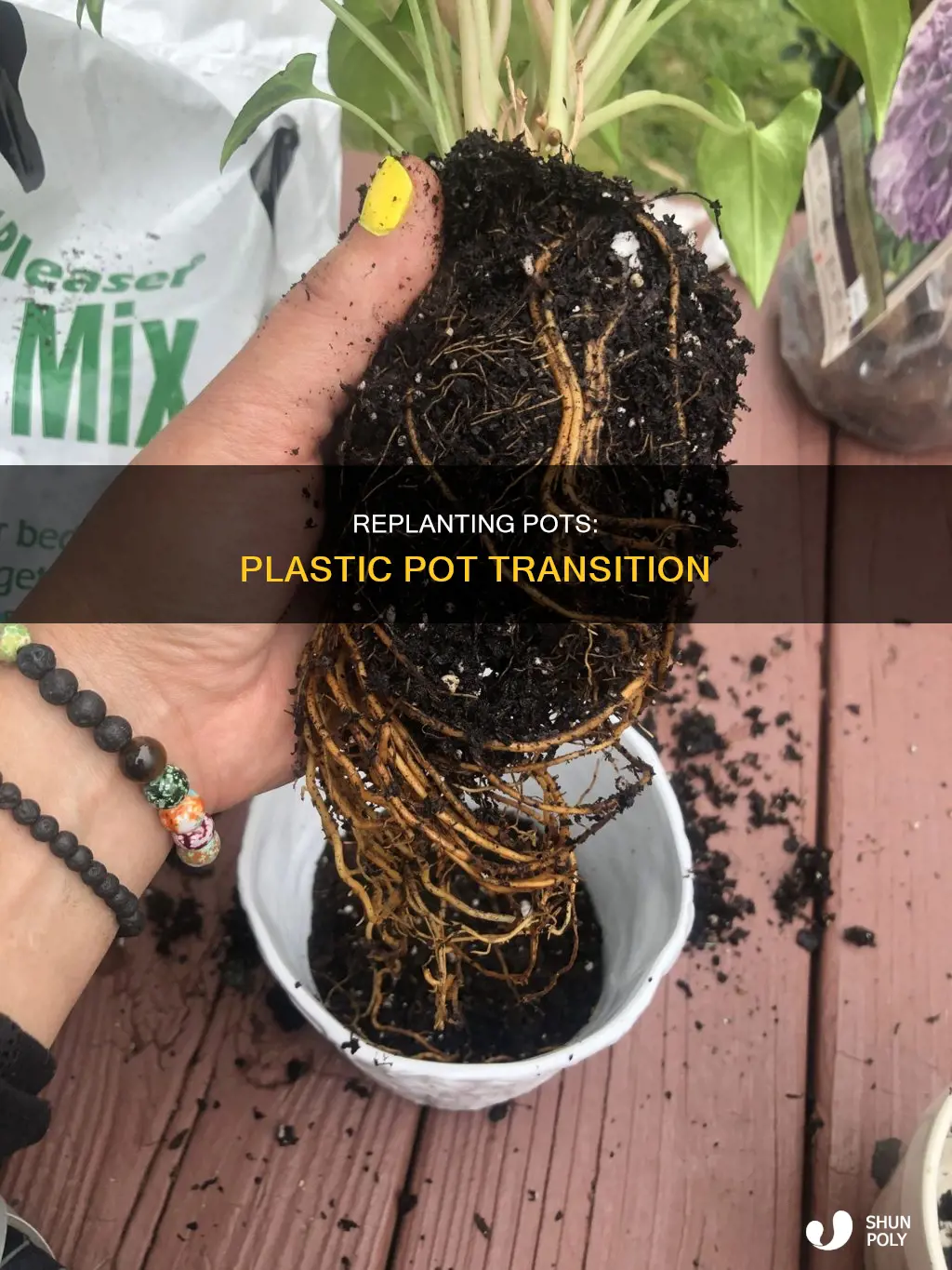 how to replant pot in plastic pot