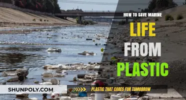Protecting Marine Life: Reducing Plastic Pollution