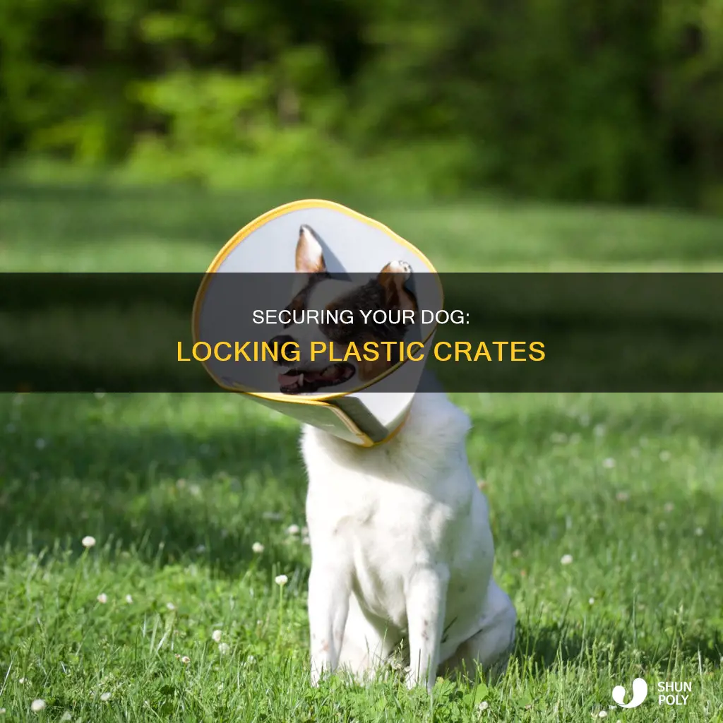 how to secure a plastic dog conr