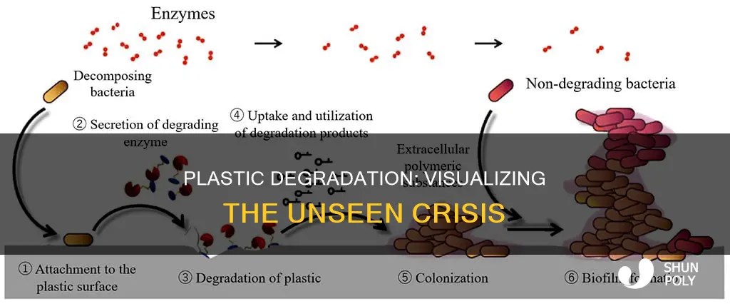 how to show plastic degradation activity