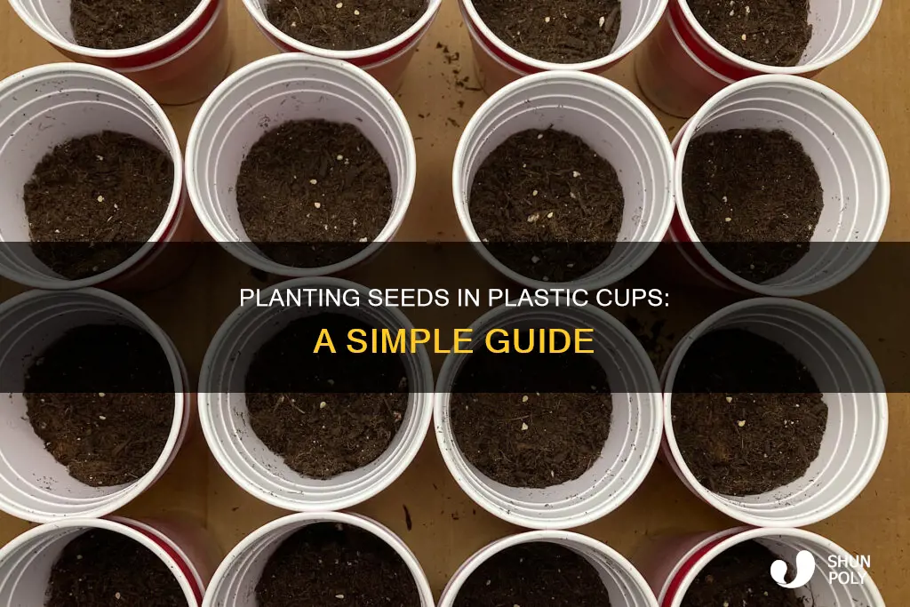 how to start seeds in plastic cups