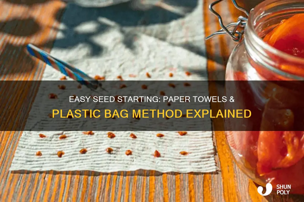 how to start seeds on paper towels plastic bag