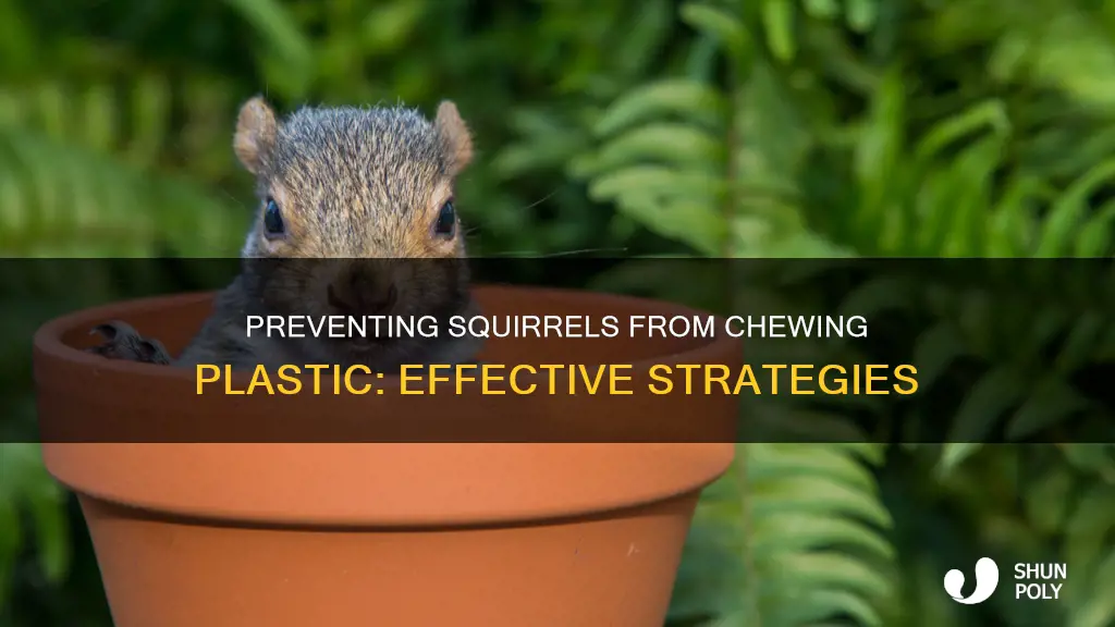 how to stop squirrels from chewing plastic