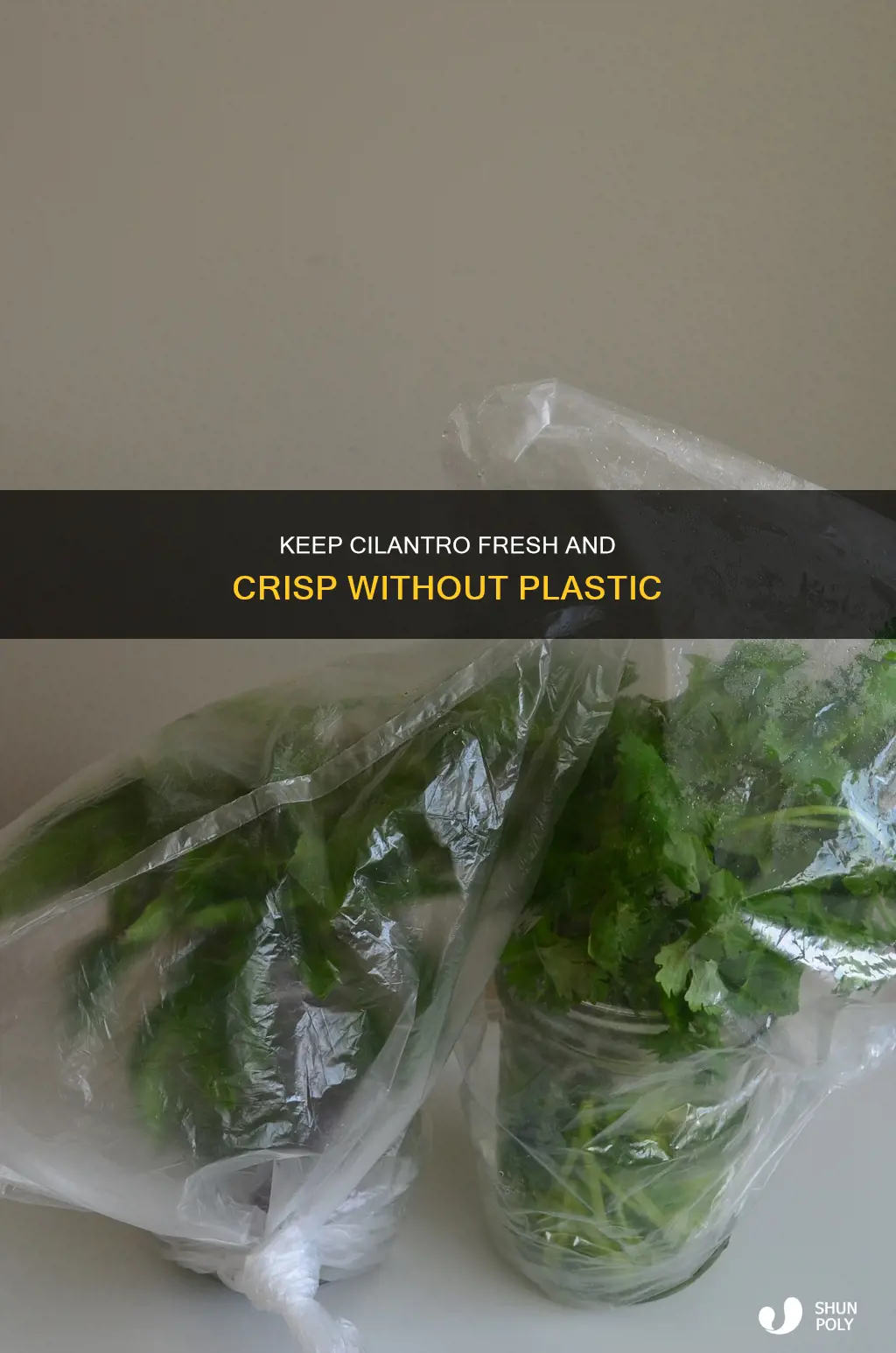 how to store cilantro without plastic
