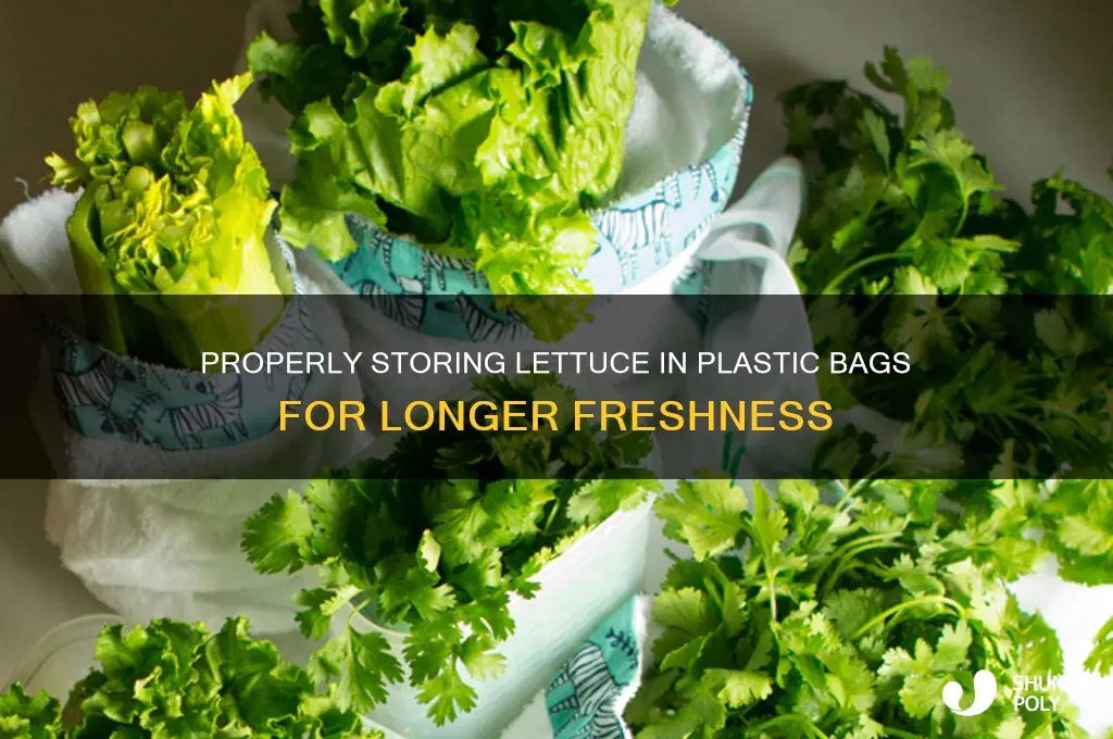 how to store lettuce in plastic bag