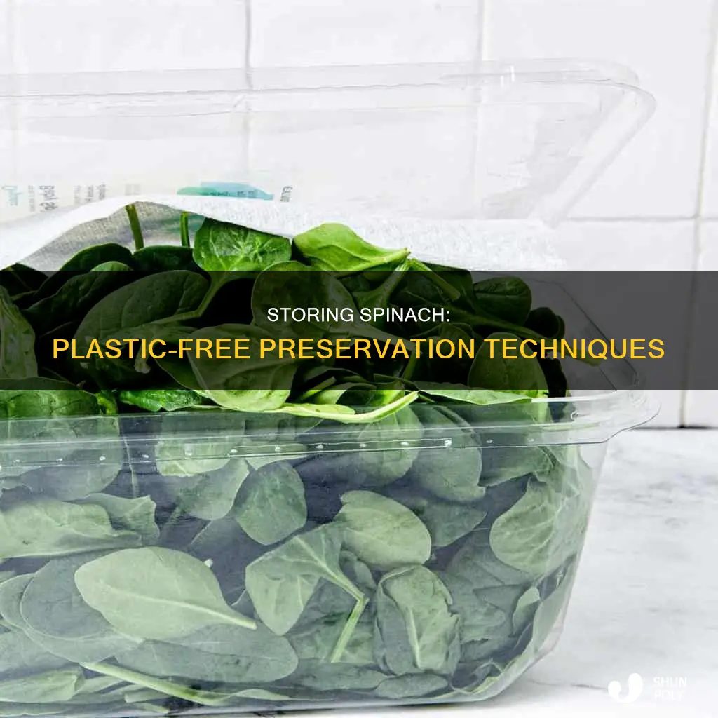 how to store spinach without plastic