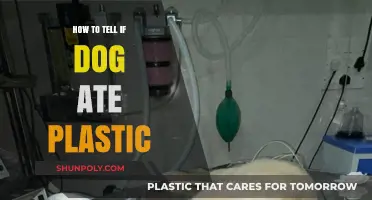 Signs Your Dog Ate Plastic: What to Look For