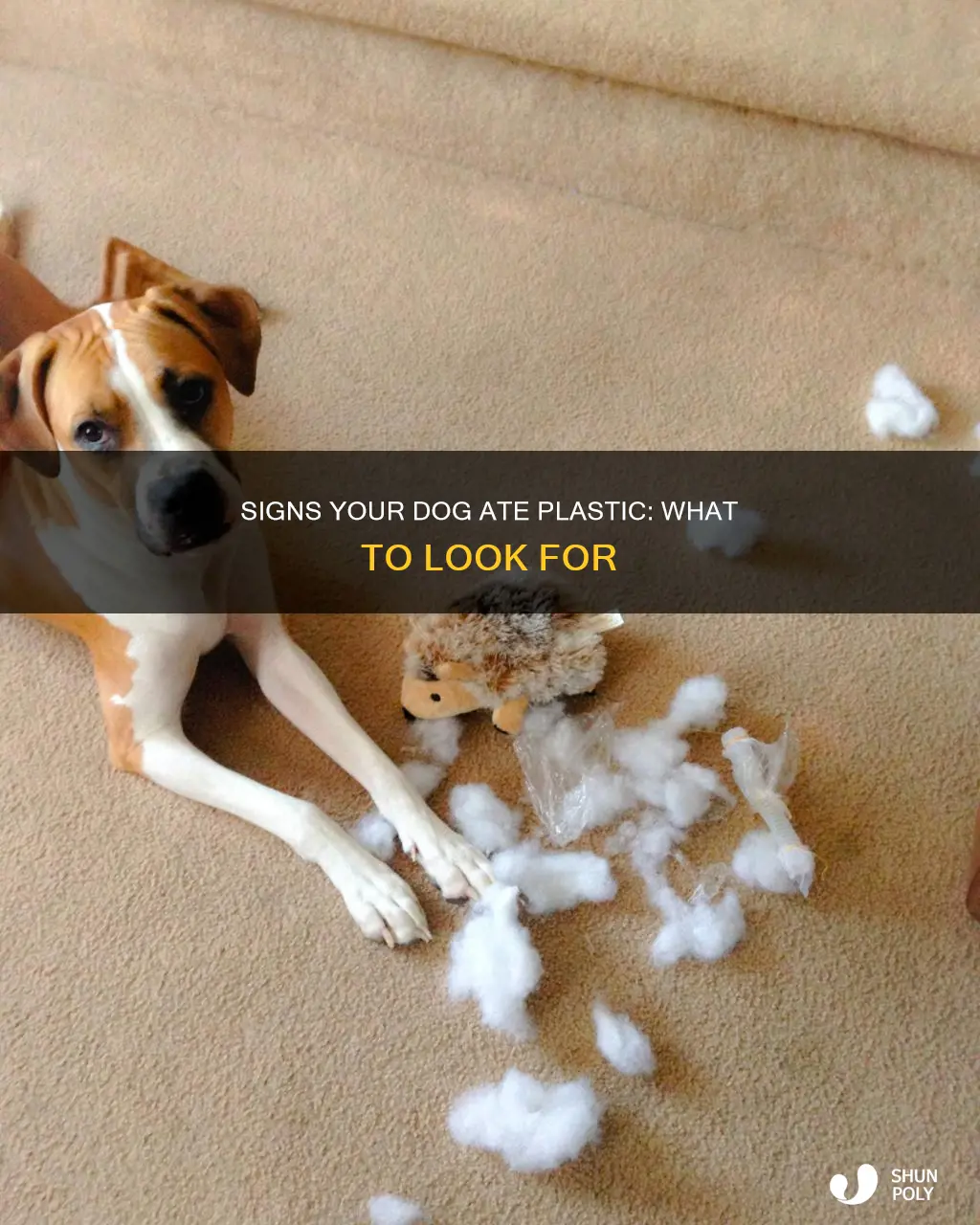 how to tell if dog ate plastic