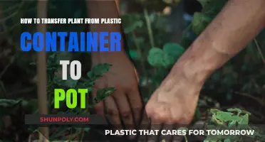 Transferring Plants: Plastic to Pot
