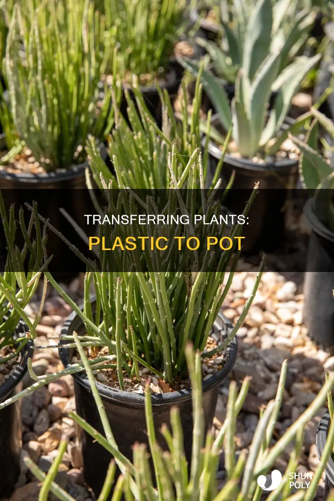 how to transfer plant from plastic container to pot