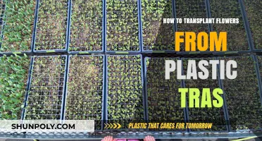 Transplanting Flowers: From Plastic Trash to Garden