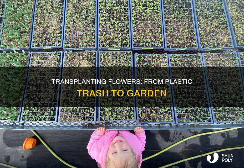 how to transplant flowers from plastic tras