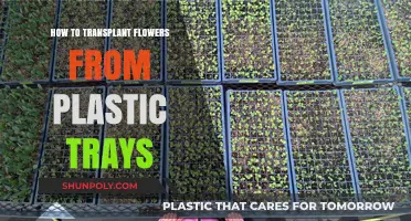 Transplanting Flowers: From Plastic Trays to Garden Beds