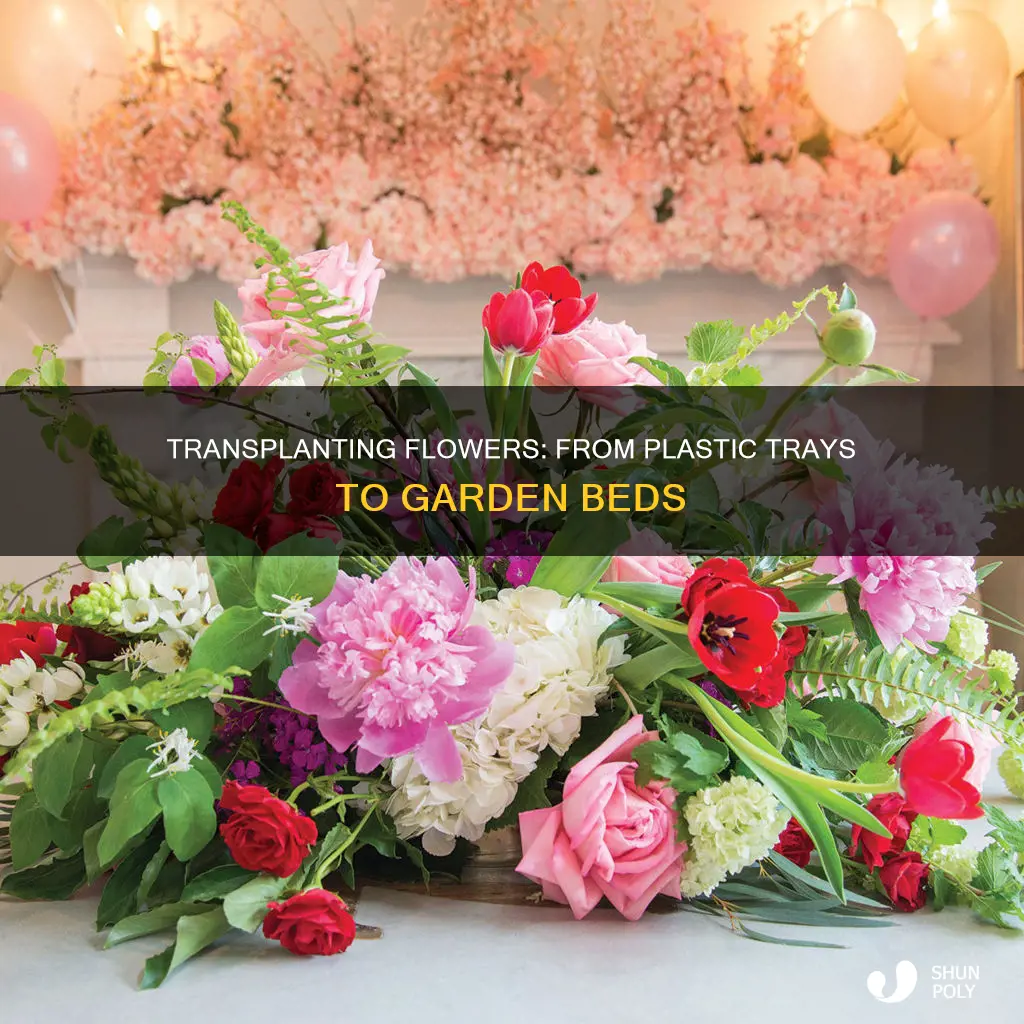 how to transplant flowers from plastic trays