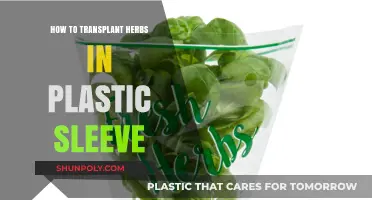 Transplanting Herbs: Plastic Sleeves, Easy Steps for Success
