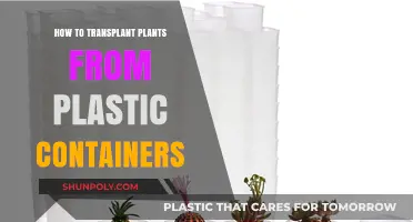 Transplanting Plants: From Plastic Containers to Thriving Gardens