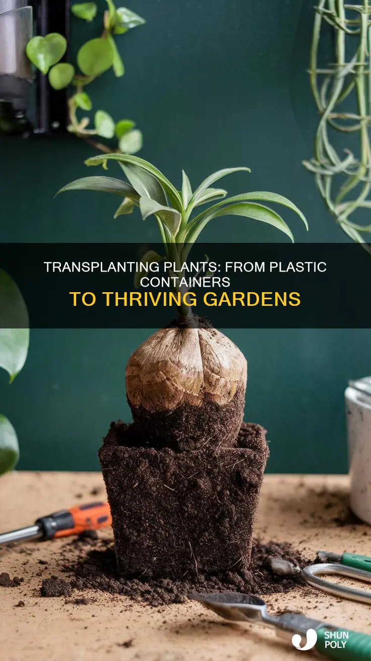 how to transplant plants from plastic containers