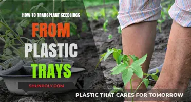 Transplanting Seedlings: From Trays to Garden Beds