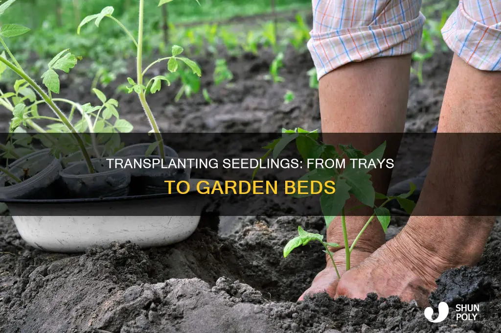 how to transplant seedlings from plastic trays