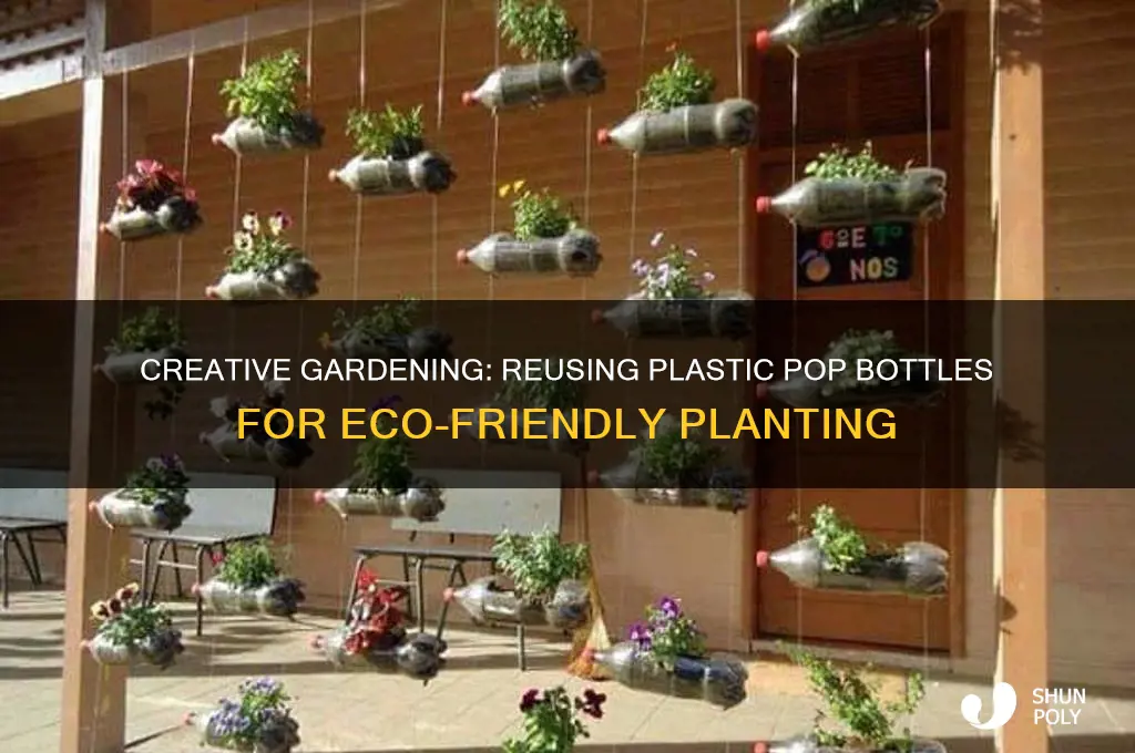 how to use plastic pop bottles for planting