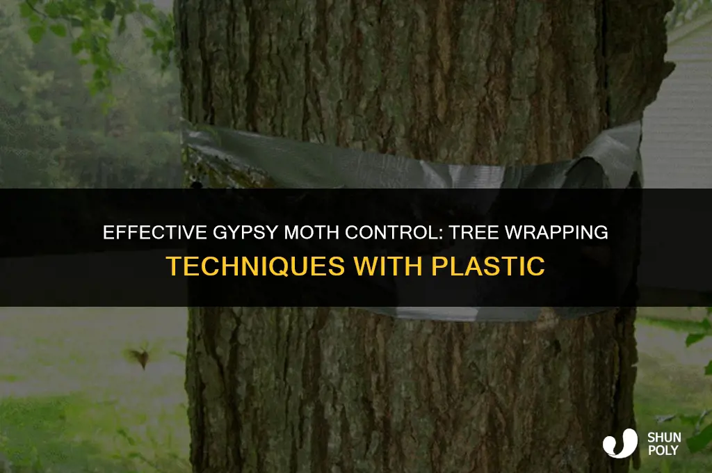 how to wrap trees for gypsy moths plastic wrap