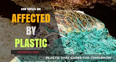 Turtles and Plastic: A Harmful Relationship