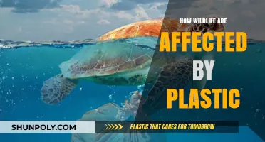 Plastic Pollution: A Deadly Threat to Wildlife