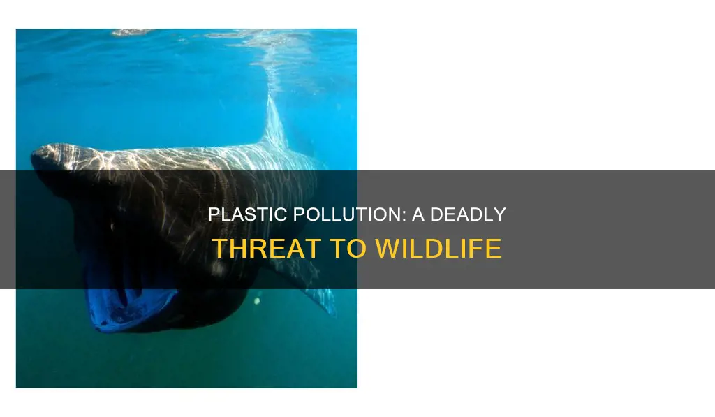 how wildlife are affected by plastic