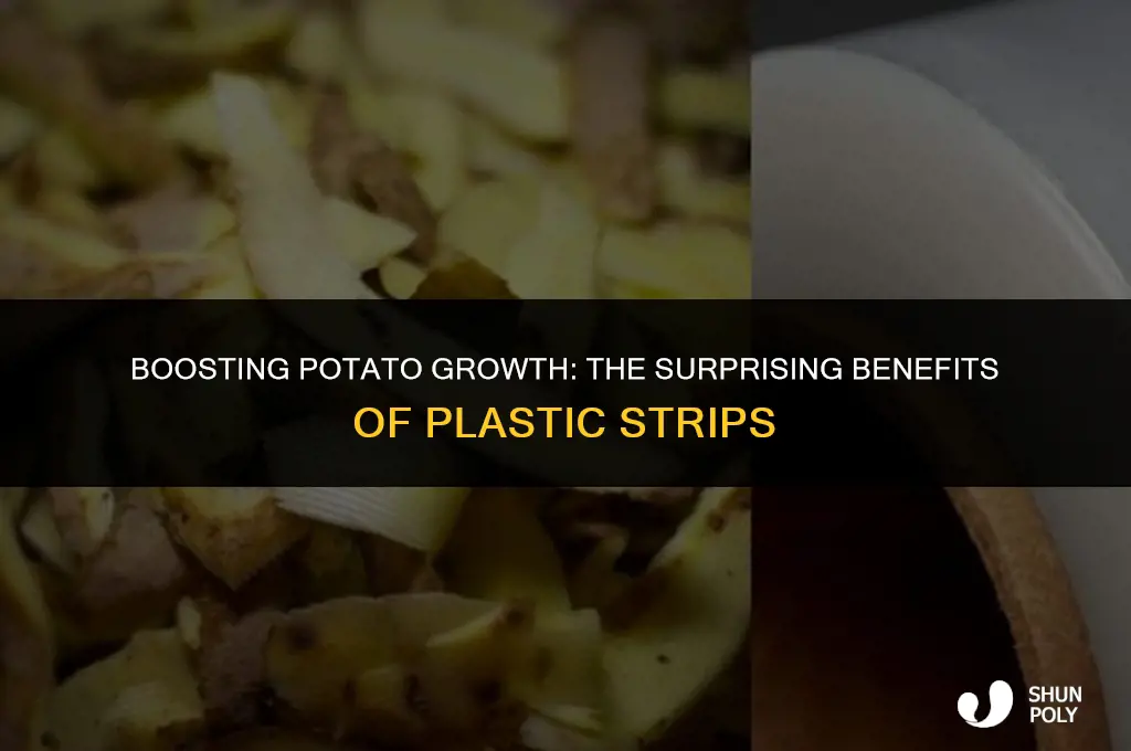 how will the plastic strips help the potatoes to grow