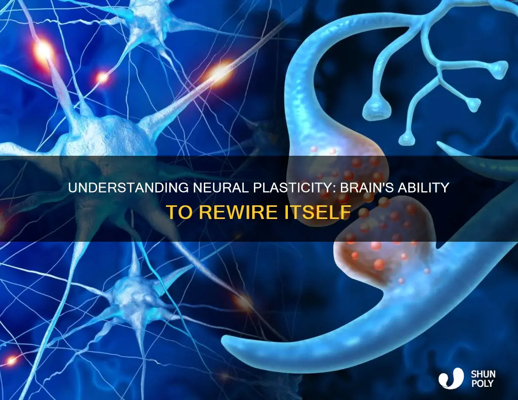 how would you define neural plasticity