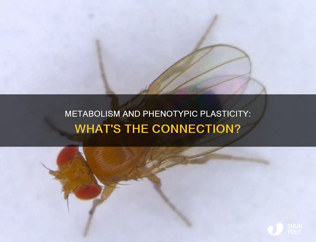 is a changing metabolism phenotypic plasticity