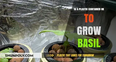 Plastic Containers for Basil: Safe or Not?
