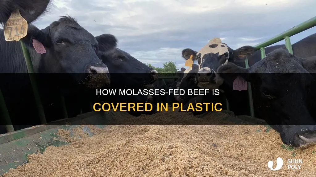 is beef fed molasses covered plastic