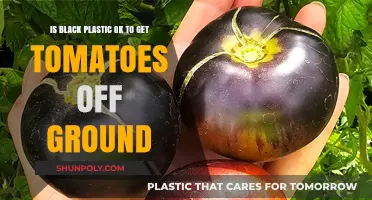 Is Black Plastic a Safe Solution for Growing Tomatoes?