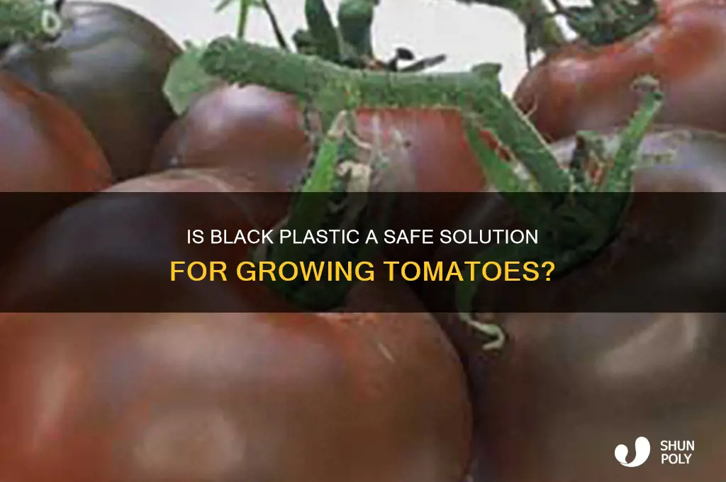 is black plastic ok to get tomatoes off ground