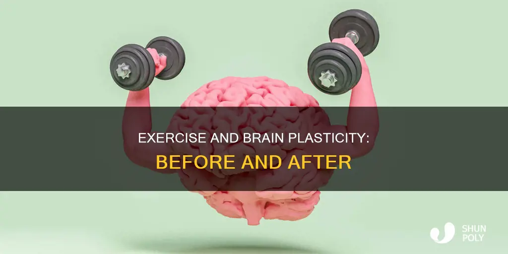 is brain plasticity after and before exercise