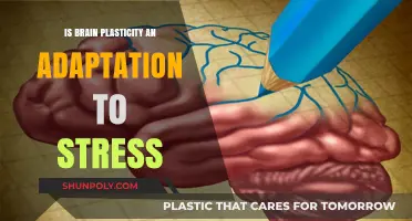 Brain Plasticity: Adapting to Stress for Survival