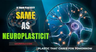 Brain vs Neuroplasticity: Are They Different?