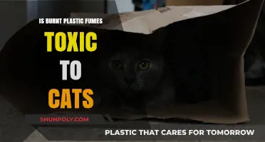 Plastic Fumes: Are They Harmful to Cats?