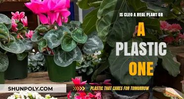 Is Cleo Real or Fake? Unveiling the Truth About This Plant