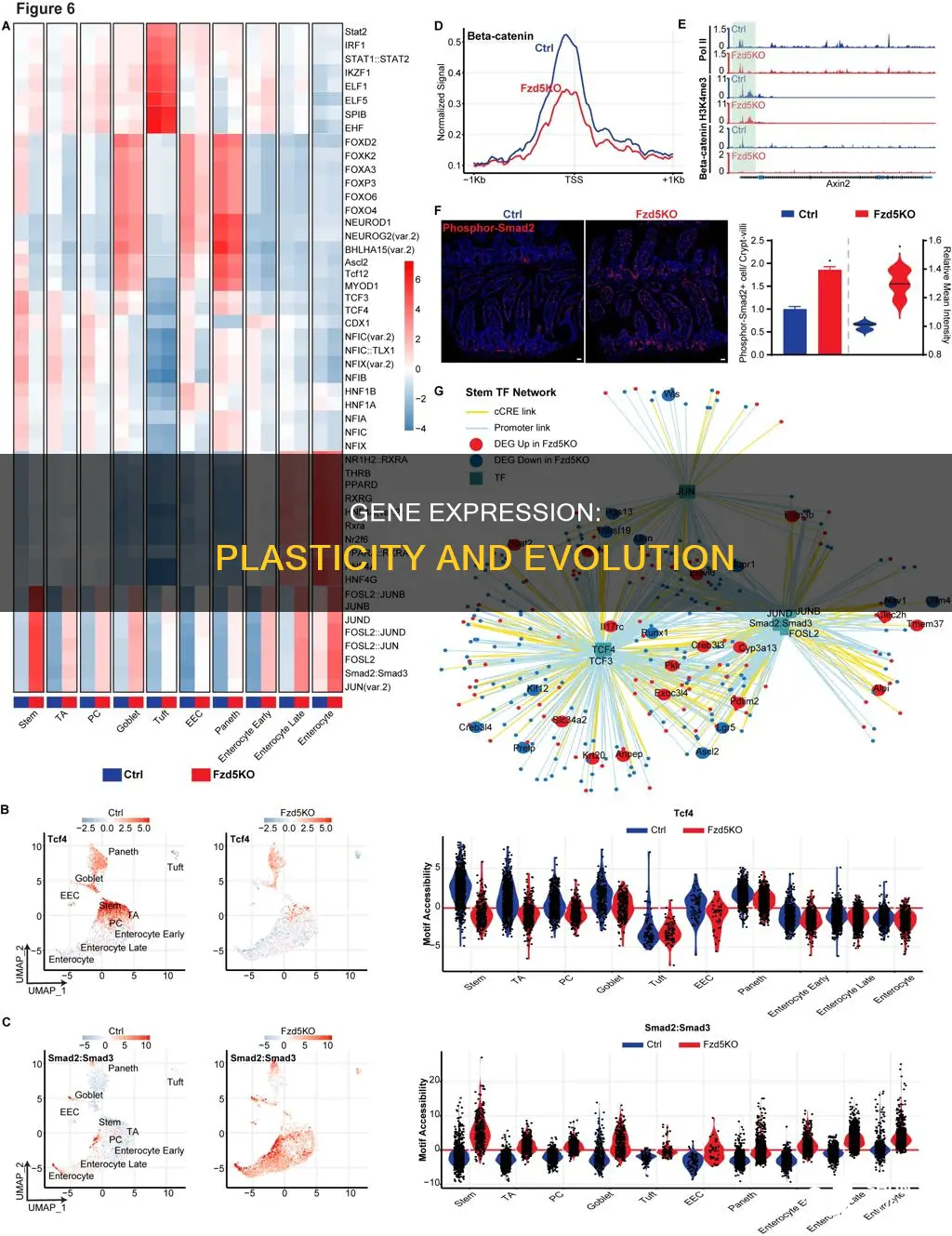 is gene expression plastic or evolutionary