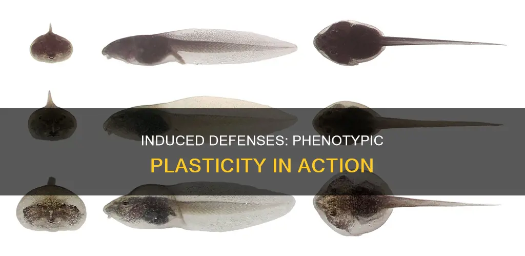 is induced defense also phenotypic plasticity