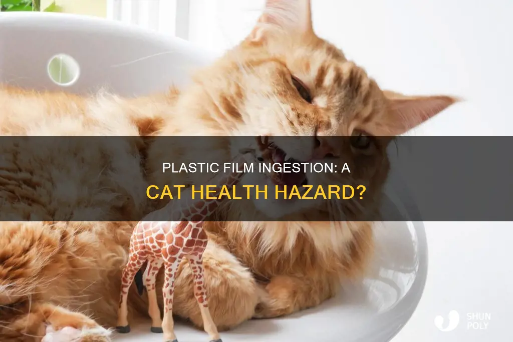 is ingested plastic film toxic to cats